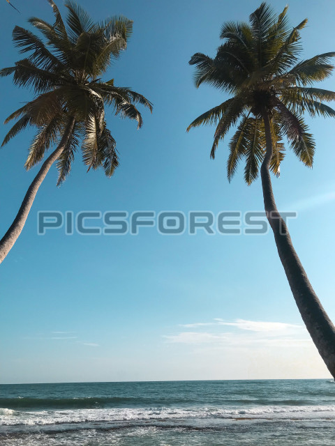 Coconut Tree  Beach
